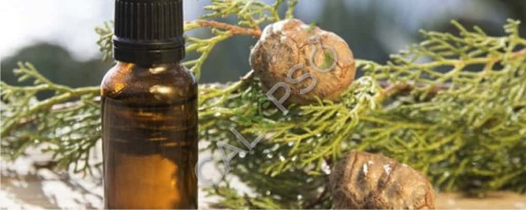 Cypress Leaf Essential Oil